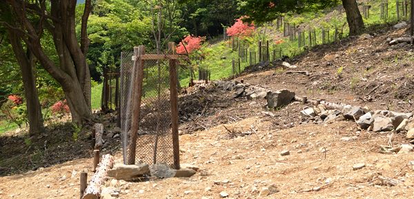 写真6 サクラの植樹 写真6
