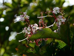 写真4 ホツツジ 写真4