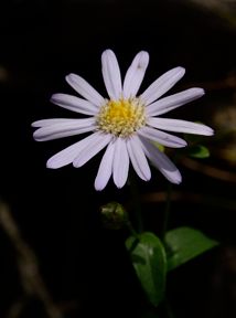 写真9 コモノギク 写真9