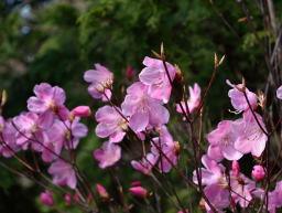 写真8 アカヤシオ 写真8