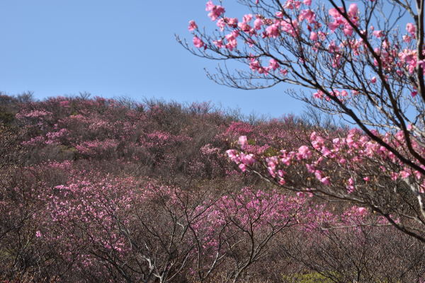 写真5 県境尾根のアカヤシオ 写真5