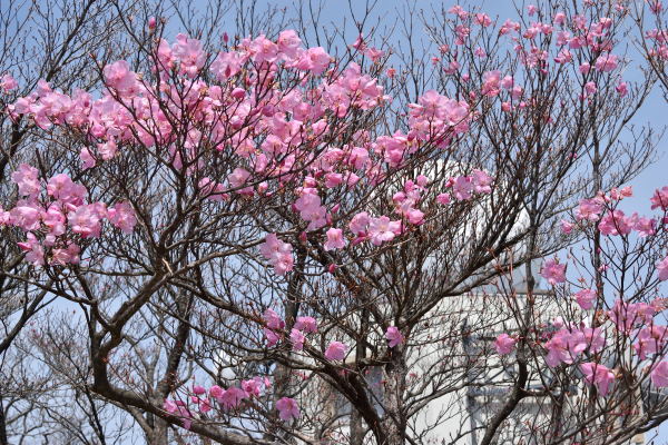 写真12 アカヤシオ 写真12