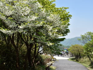 写真3 シロヤシオ 写真3