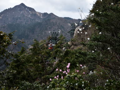 写真3 アカヤシオ、タムシバ、5号鉄塔 写真3 アカヤシオ、タムシバ、5号鉄塔