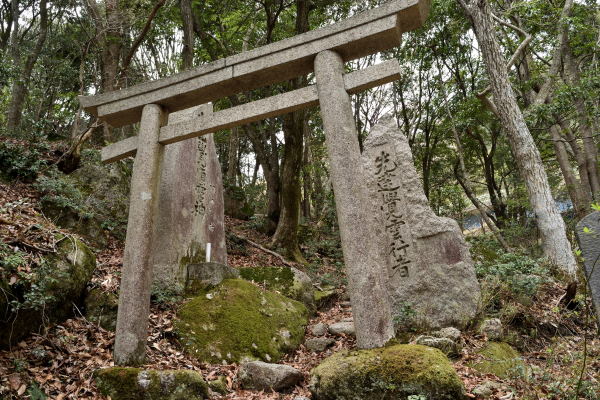 写真13 タテヤマリンドウ 写真13 タテヤマリンドウ