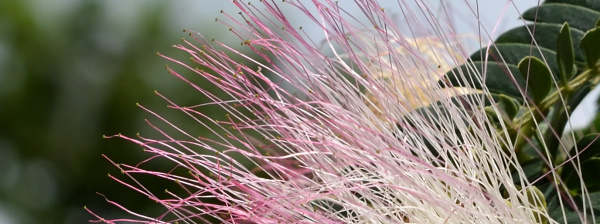 写真13 ネムノキ 写真13 ネムノキ