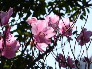 写真17 アカヤシオ 写真17 アカヤシオ