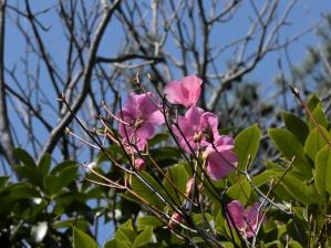 写真16 アカヤシオ 写真16 アカヤシオ