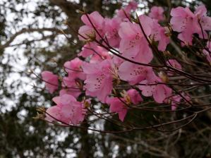 写真5 アカヤシオ 写真5 アカヤシオ