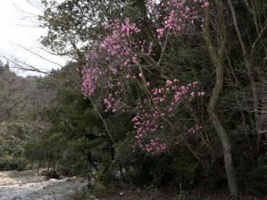 写真6 アカヤシオ 写真6 アカヤシオ