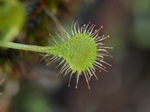 写真4 モウセンゴケ、花はまだ咲いていない 写真4 モウセンゴケ