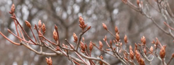 写真5 アカヤシオ、御在所岳朝陽台にて 写真5 アカヤシオ、御在所岳朝陽台にて