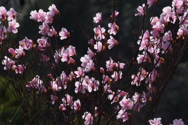 写真2 アカヤシオ 写真2 アカヤシオ