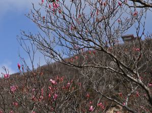 写真15 アカヤシオ、峠道1090m 写真15 アカヤシオ、峠道1090m