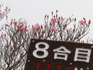 写真4 アカヤシオ 写真4 アカヤシオ