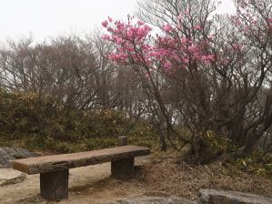 写真7 アカヤシオ 写真7 アカヤシオ