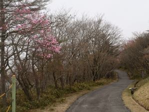 写真9 アカヤシオ 写真9 アカヤシオ