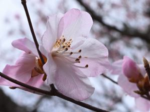 写真13 アカヤシオ 写真13 アカヤシオ