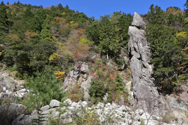 写真14 ウサギの耳 写真14 ウサギの耳