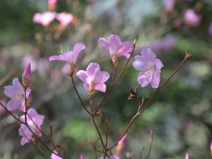 写真7 アカヤシオ 写真7 アカヤシオ