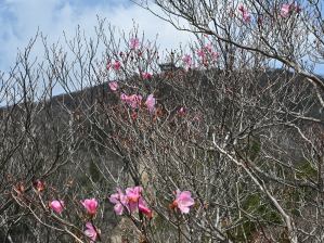 写真14 アカヤシオ 写真14 アカヤシオ