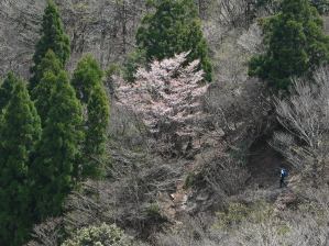 写真16 武平峠のヤマザクラ 写真16 武平峠のヤマザクラ