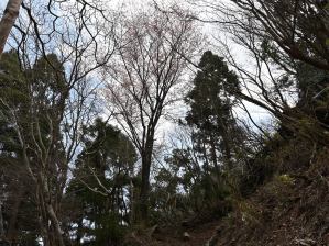 写真17 武平峠のヤマザクラ 写真17 武平峠のヤマザクラ