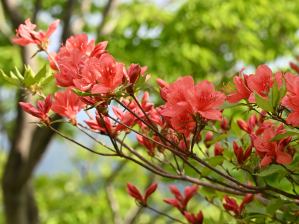 写真8 ヤマツツジ 写真8 ヤマツツジ