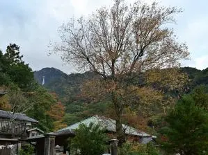写真9 ハナノキ 写真9 ハナノキ