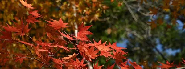 写真6 鳥居道山山神にて 写真6 鳥居道山山神にて
