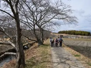 写真1 鹿化川のサクラ並木 写真1 鹿化川のサクラ並木