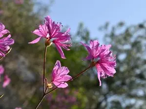 写真4 ミツバツツジ 写真4 ミツバツツジ