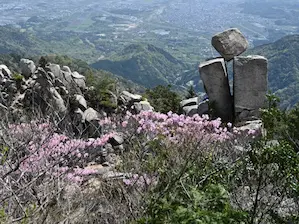 写真1 アカヤシオ、地蔵岩にて 写真1 アカヤシオ、地蔵岩にて