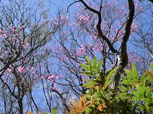 写真5 アカヤシオ、溝道で見上げる 写真5 アカヤシオ、溝道で見上げる