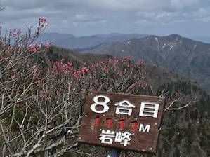 写真6 アカヤシオ、八合目にて 写真6 アカヤシオ、八合目にて