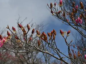 写真7 痛んだアカヤシオ、山頂・朝陽台にて 写真7 痛んだアカヤシオ、山頂・朝陽台にて