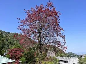 写真9 ハナノキ 写真9 ハナノキ