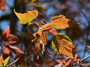 写真11 ハナノキ 写真11 ハナノキ