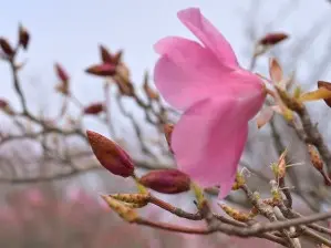 写真12 朝陽台のアカヤシオ 写真12 朝陽台のアカヤシオ