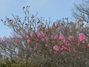 写真11 朝陽台のアカヤシオ 写真11 朝陽台のアカヤシオ