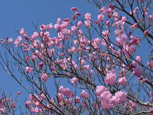 写真15 アカヤシオ 写真15 アカヤシオ
