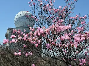 写真17 アカヤシオ 写真17 アカヤシオ