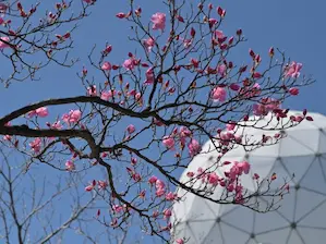 写真18 アカヤシオ 写真18 アカヤシオ