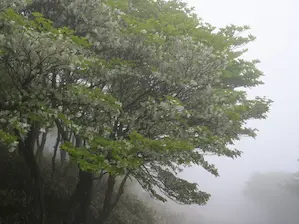 写真5 シロヤシオ 写真5 シロヤシオ