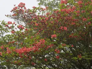 写真8 ヤマツツジ 写真8 ヤマツツジ