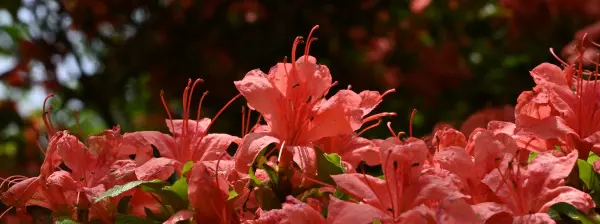 写真15 ヤマツツジ 写真15 ヤマツツジ