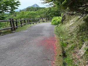 写真10 遊歩道にて 写真10 遊歩道にて
