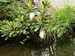 写真11 長者池 写真11 長者池