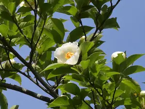 写真9 ナツツバキ 写真9 ナツツバキ
