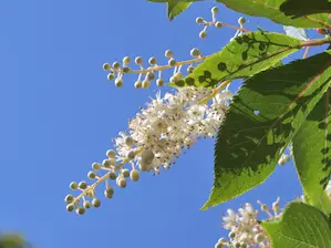 写真10 リョウブ 写真10 リョウブ
